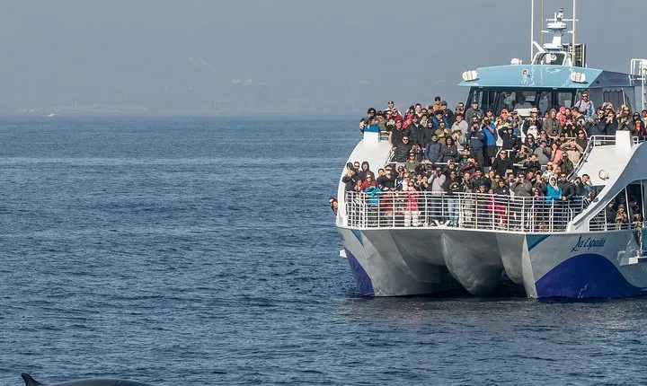 Los Angeles Whale and Dolphin Watching Cruise from West Harbor