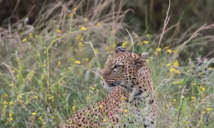 Morning or Afternoon Game Drive in Zambezi National Park Victoria Falls