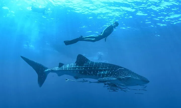 Whale Shark Watching & Snorkeling Experience