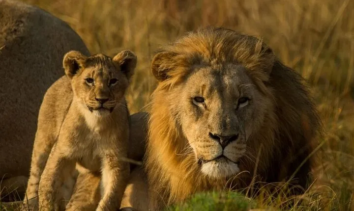15-Day All Inclusive Sibuya Wilderness Guided Tour