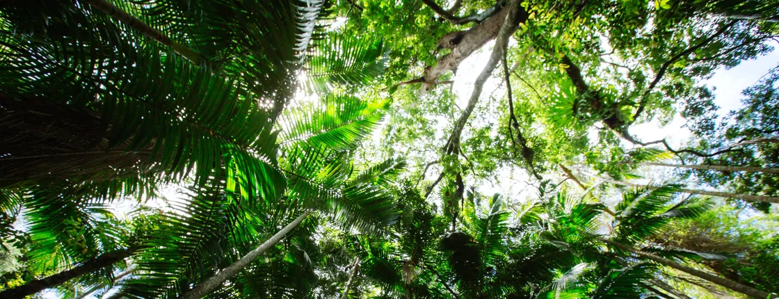 Lamington National Park, O'Reilly's and vineyard tour