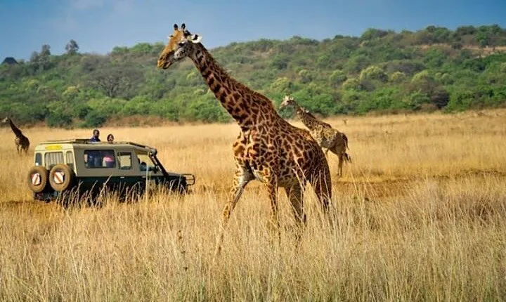 Private Multi-Day Tour in Tanzania Safari