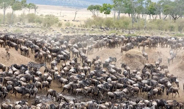 5 Days Uganda Gorillas and Masai Mara Comfort Wildlife Safari