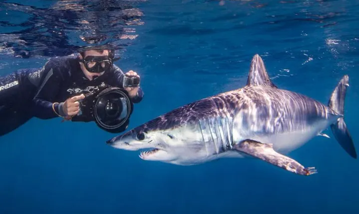 Shark Seafari - Swim Nature Top Predators in SJC