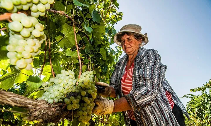 Guided Visit to the Vineyard with Wine Tasting