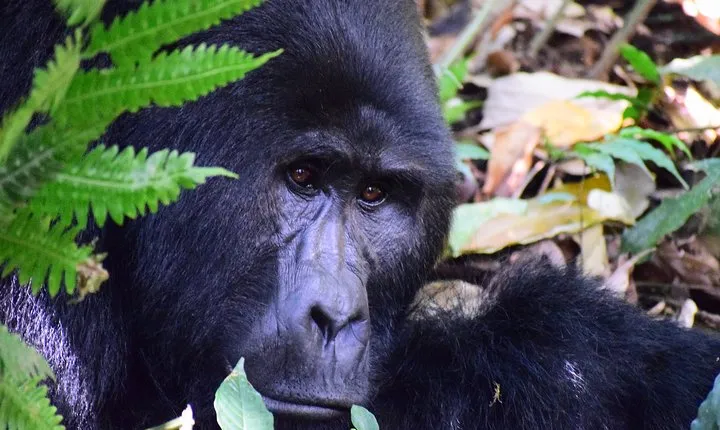 7 Days Gorilla and Queen Elizabeth Park Safari