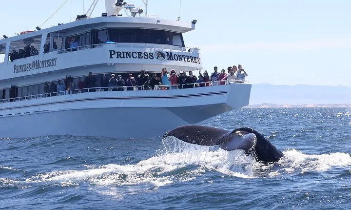 Monterey Whale Watching Tour