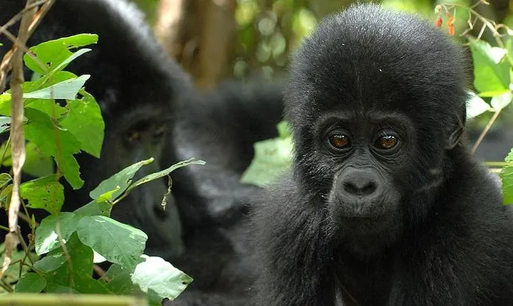 3 Days Gorilla Trekking Expedition Uganda