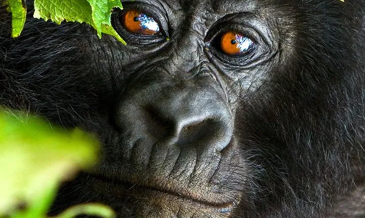 3days Mountain Gorilla Trekking In The Highlands