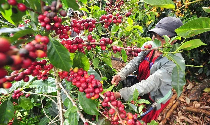 Explore Local Culture and Coffee Tour from Guanacaste