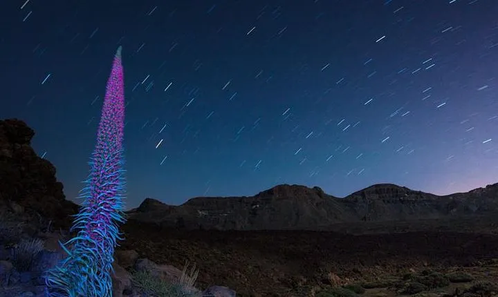 Mount Teide Night Tour: Stargazing, Dinner and Hotel Pick up