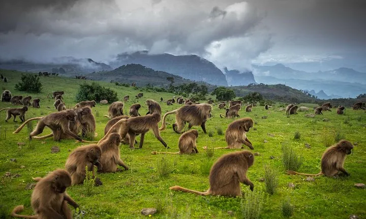 Hiking to the simien mountains