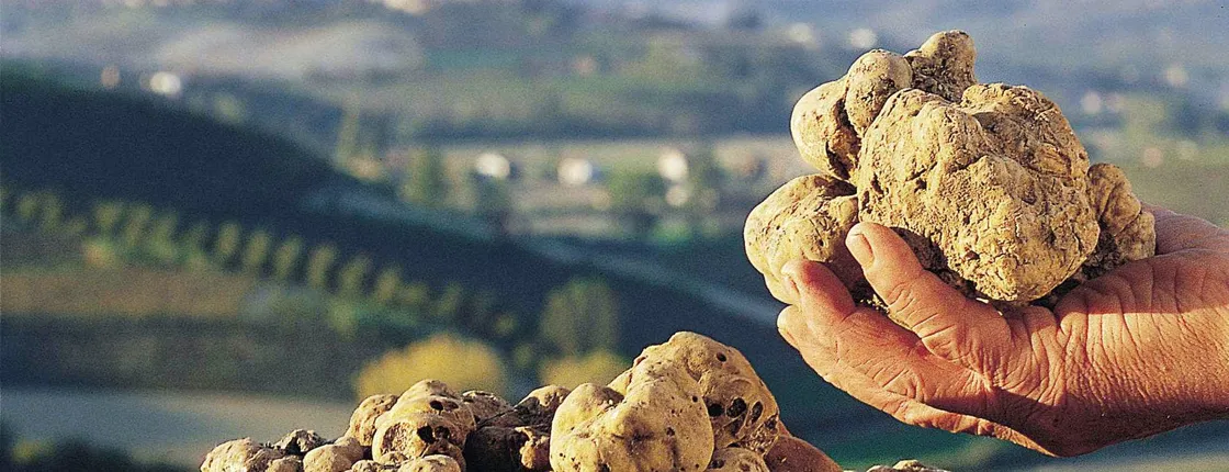 White Truffle Fair Skip-the-Line Tickets and Guided Tour of Alba City Center