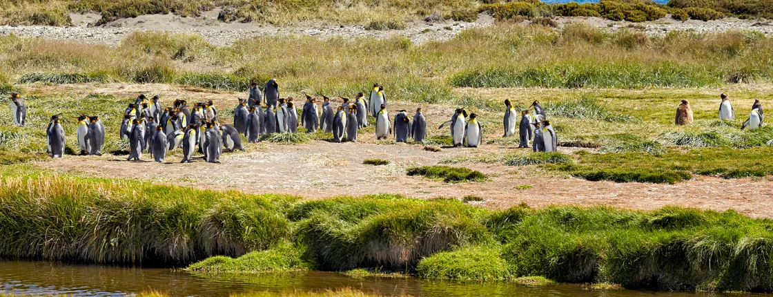 Tierra del Fuego and King Penguin Park full-day tour