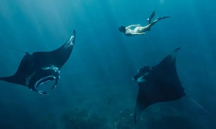 Snorkeling 4 Spots, Manta Rays, Tembeling Pool & Kelingking Beach