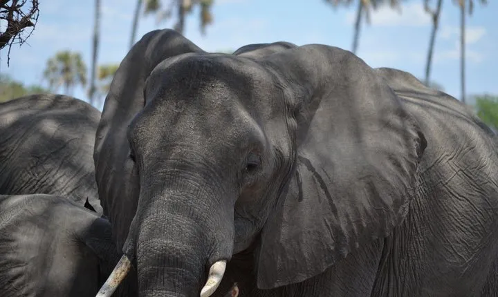 Ngorongoro Crater Day Trip Joining Safari From Arusha