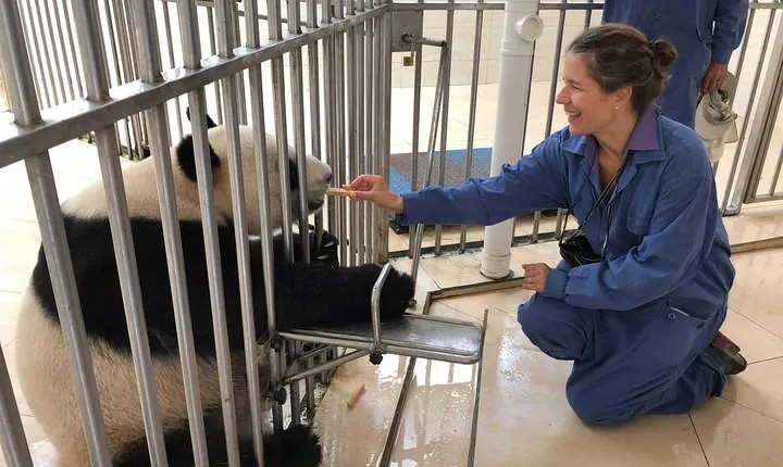All-Inclusive Private Day Tour of Panda Volunteer Experience in Chengdu