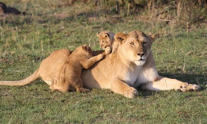2 Days Masai Mara Private Safari From Nairobi