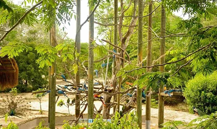 Cartagena National Aviary Private Tour