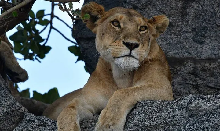 Big Five Classic Safari in Tanzania **Sustainable Travel approach