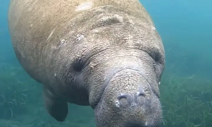 Sassy Silver Springs Kayak and Paddle Rental