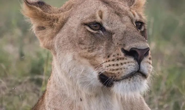 3-Day Selous Reserve mid-Range Safari