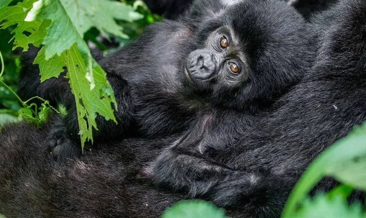 3-Day Gorilla Trekking in Bwindi National Park with Full Board