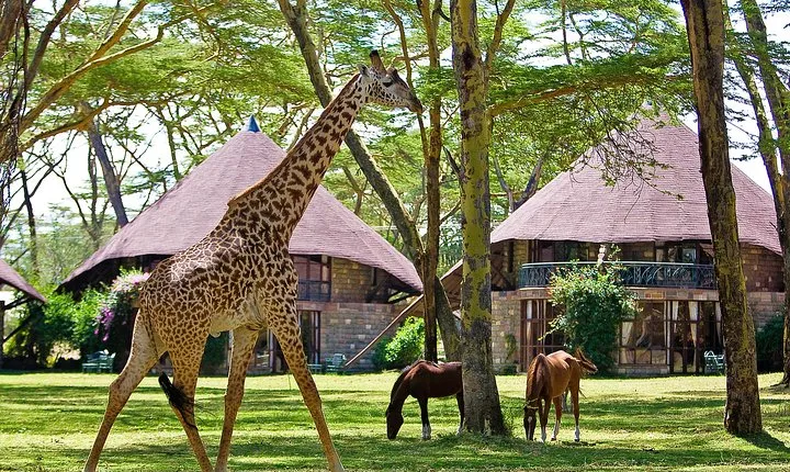 4 Day Lake Naivasha & Masai Mara Luxury Safari