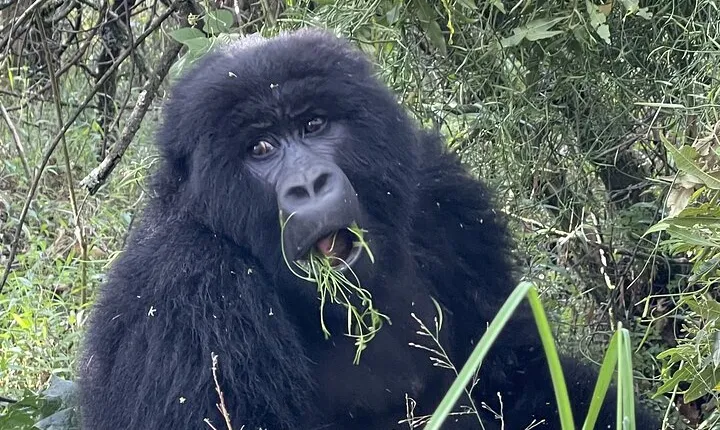 1 Day Guided Gorilla Trekking Safari Experience in Rwanda