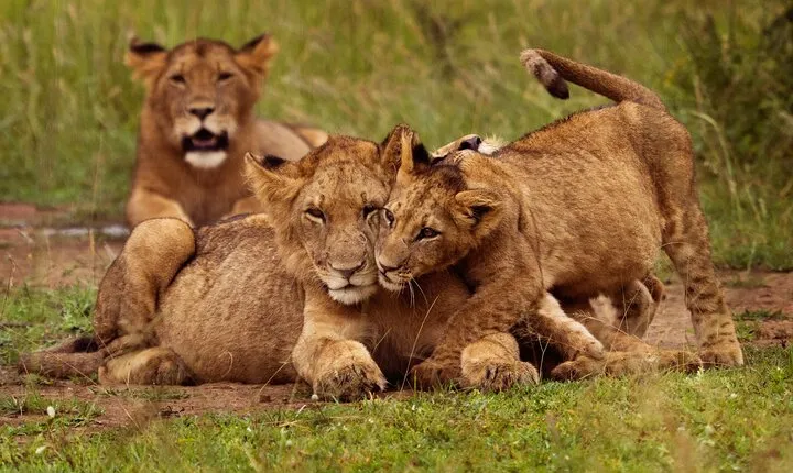 Day Trip Private Safari in Akagera Park with hotel pickup