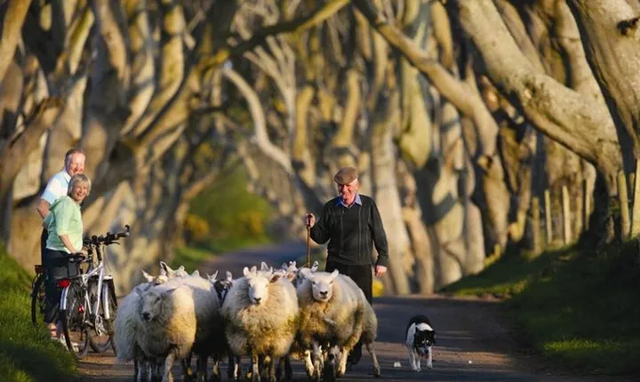 Dublin to Dunluce Castle, Giant's Causeway, Dark Hedges & Belfast