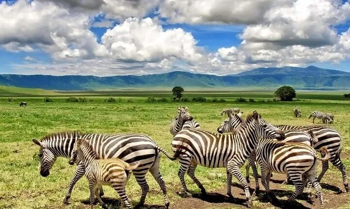 Arusha National Park Day Trip from Arusha