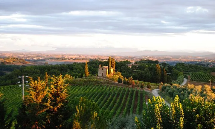 Guided tour of the cellars with wine tasting and lunch