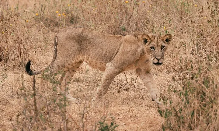 Day Trip Tarangire National Park