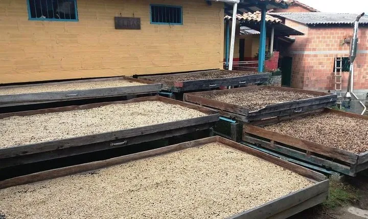 Coffee Tour Santa Bárbara a 1 hora de Medellín