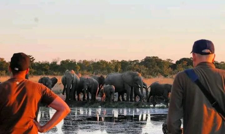 Safari Game Drive in Zambezi National Park