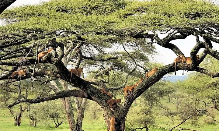 6 Day Luxury Lodge Wildlife Safari :Northern Tanzania on 4x4 Jeep