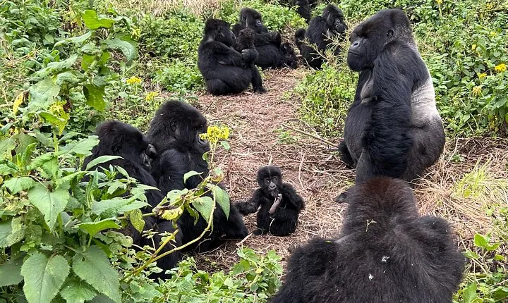 One Day Gorilla Trekking Rwanda and Iby'iwacu Cultural Village