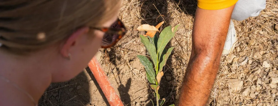 Green Canyon cruise and 4x4 tour with tree-planting