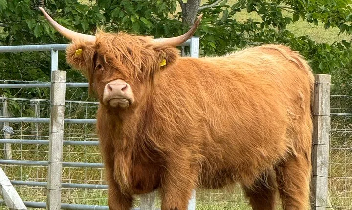 The Essential Highland Tour from Inverness or Port of Invergordon