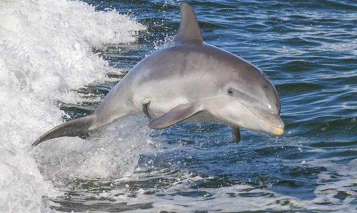 Noosa Oceanrider Scenic Dolphin Safari. Family specials