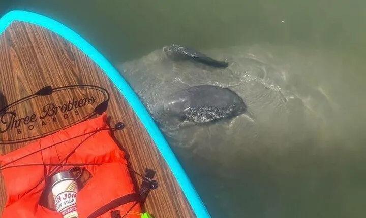 Dolphin, Manatee and SeaTurtle SUP Adventure Tour of St Augustine