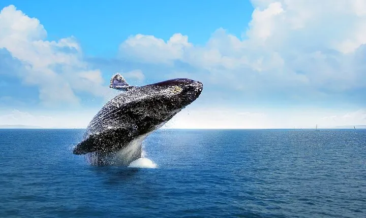 Whale Watching in Samana Bay from Las Terrenas