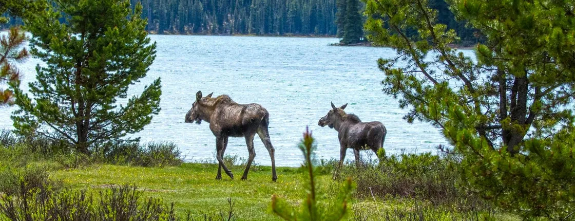 Maligne Valley wildlife and waterfalls tour with lakeside hike