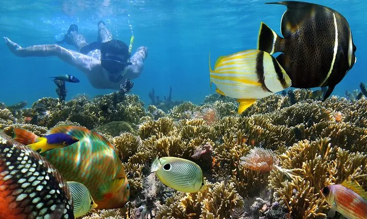 Dolphin Full Day Snorkeling Tour From Hurghada
