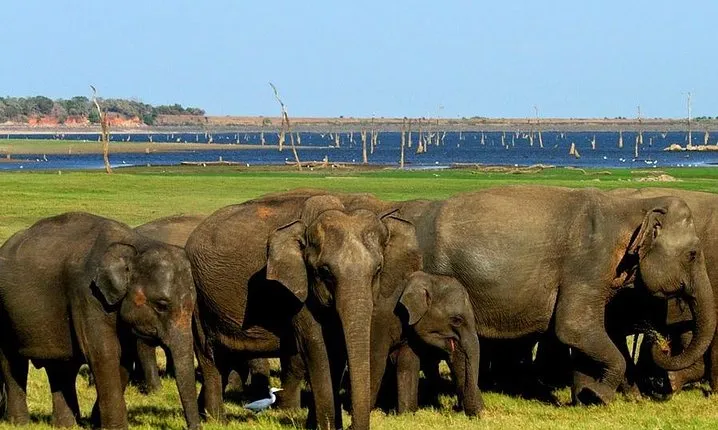 Minneriya National Park | Private Safari
