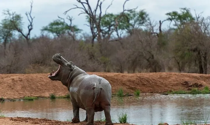 Cultural Swaziland, Mlilwane Wildlife and Hlane Park 3 Days Tour