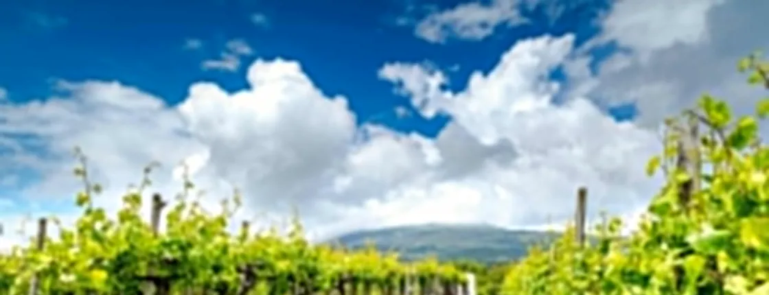 Mount Etna 4x4 wine-tasting tour with local lunch
