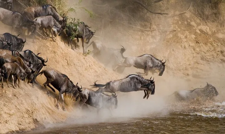 10 Days Wildebeest River Crossing Tour 