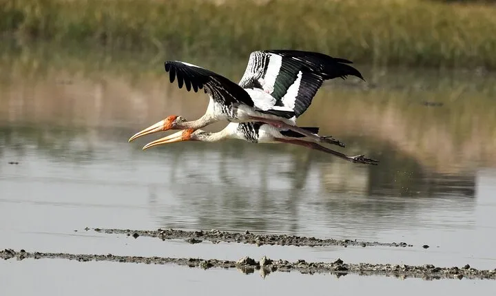 Sultanpur The wonder of Birding from Delhi